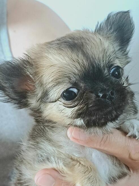 Prześliczna Puszysta Maleńka Chihuahua