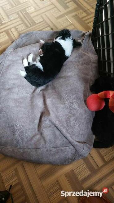 Yorkiepoo szczeniaki okolice Warszawy gotowe do zmiany domu