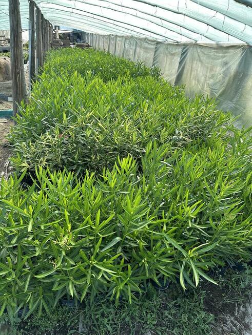 Sadzonki oleandrów w kilkunastu kolorach