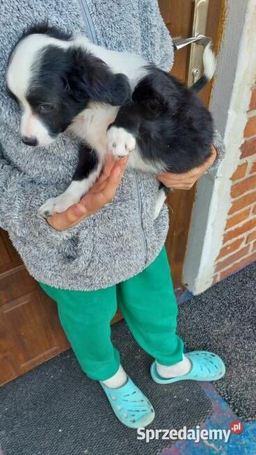 Yorkiepoo szczeniaki okolice Warszawy gotowe do zmiany domu