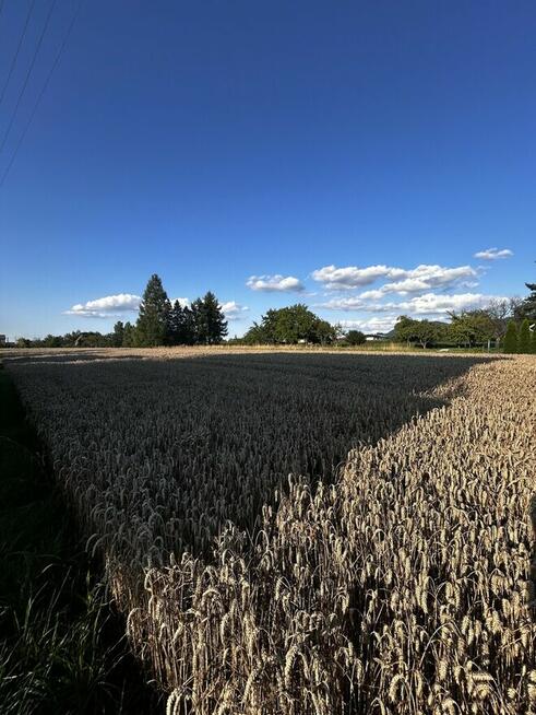 Duża działka Goleszów, między Ustroniem a Cieszynem