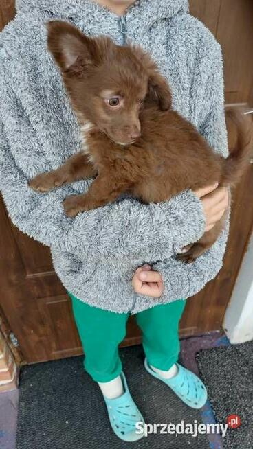 Yorkiepoo szczeniaki okolice Warszawy gotowe do zmiany domu