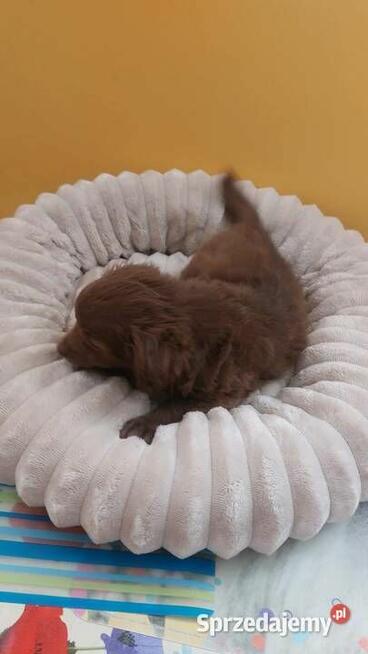 Yorkiepoo szczeniaki okolice Warszawy gotowe do zmiany domu