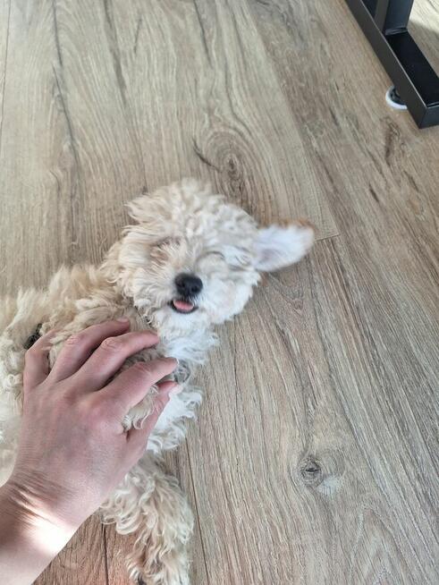 pies szczeniak maltipoo
