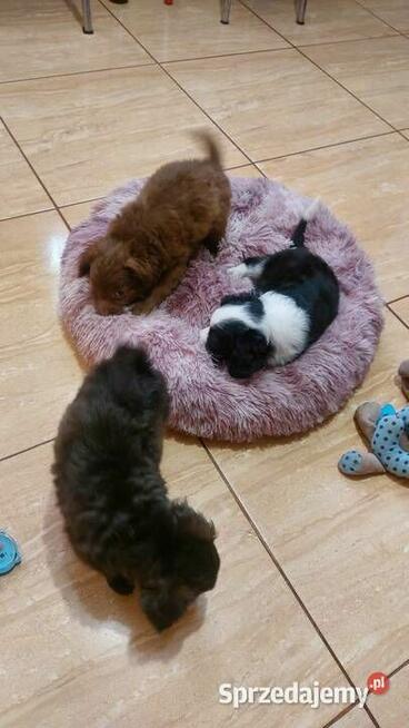 Yorkiepoo szczeniaki okolice Warszawy gotowe do zmiany domu