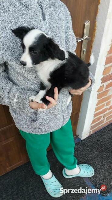 Yorkiepoo szczeniaki okolice Warszawy gotowe do zmiany domu