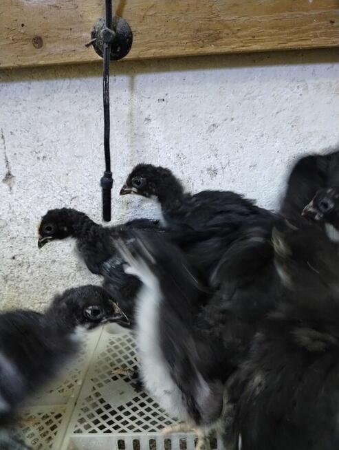 kurczki marans 3-tygodniowe