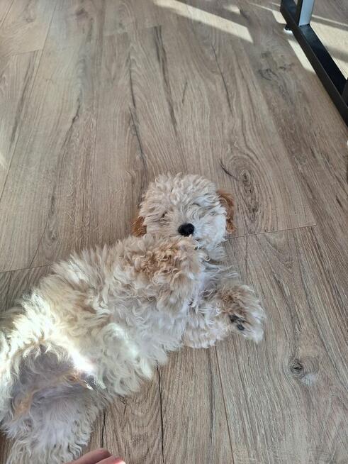 pies szczeniak maltipoo