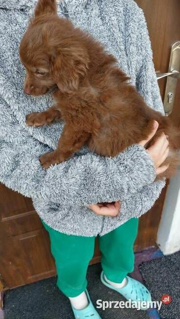 Yorkiepoo szczeniaki okolice Warszawy gotowe do zmiany domu