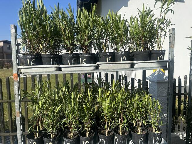 Sadzonki oleandrów w kilkunastu kolorach