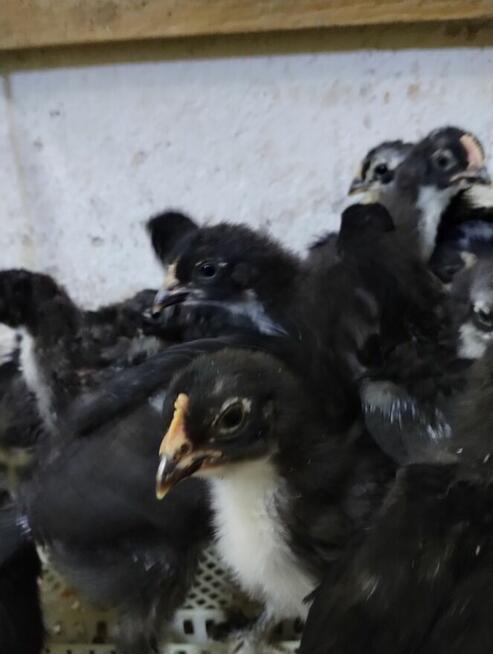 kurczki marans 3-tygodniowe