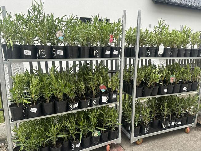 Sadzonki oleandrów w kilkunastu kolorach