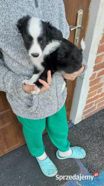 Yorkiepoo szczeniaki okolice Warszawy gotowe do zmiany domu