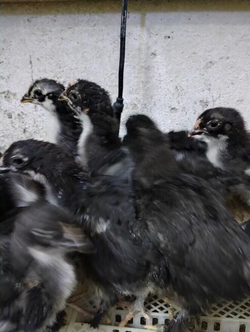 kurczki marans 3-tygodniowe