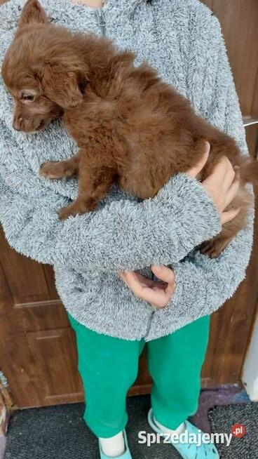Yorkiepoo szczeniaki okolice Warszawy gotowe do zmiany domu