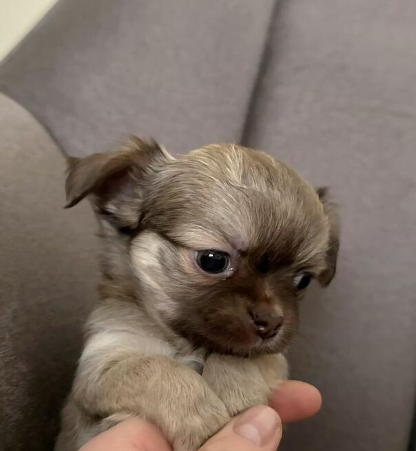 Prześliczna Puszysta Maleńka Chihuahua