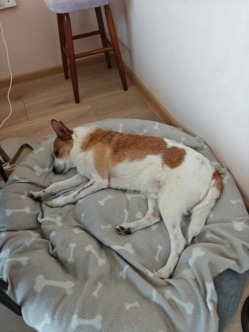 Kubuś-psiak w typie teriera czeka na spokojny dom- adopcja