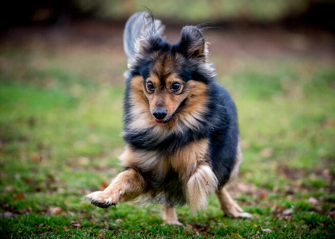 Radosny psiak w postaci MacGyvera poszukuje domu