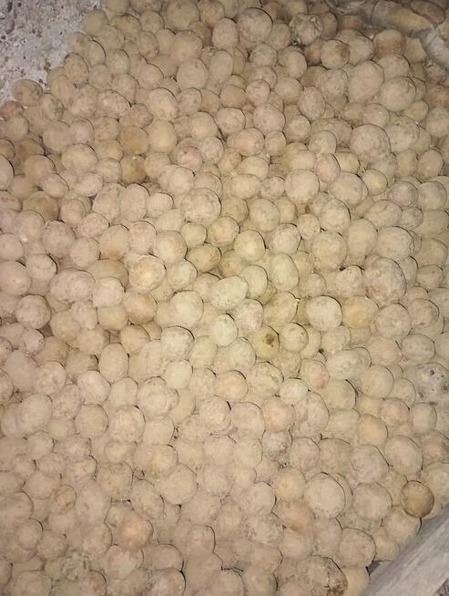 Ziemniaki średnie Irga