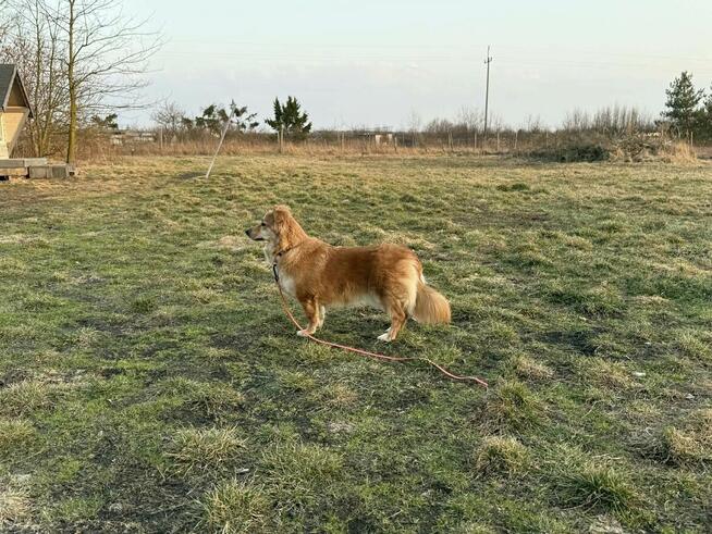 Pieski po stracie opiekunki czekają na nowy dom