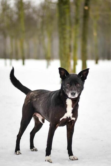 Waluś-nieśmiały średniej wielkości psiak do adopcji