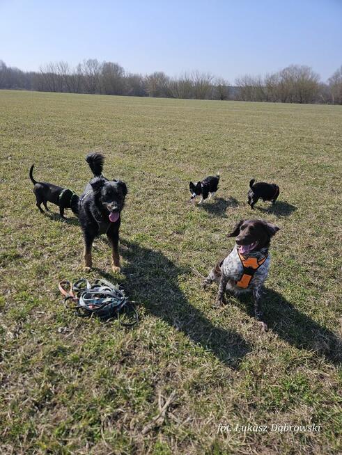 Behawiorysta/Trener psów