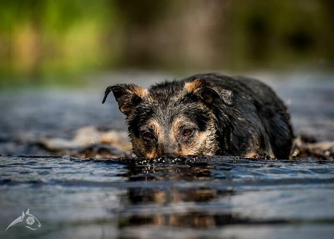 Ta piękność poszukuje domu - przygarniesz Sarę?