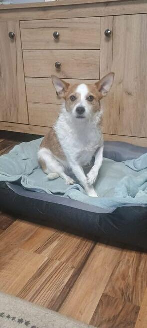 Kubuś-psiak w typie teriera czeka na spokojny dom- adopcja