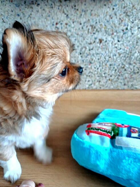 Prześliczna Puszysta Maleńka Chihuahua