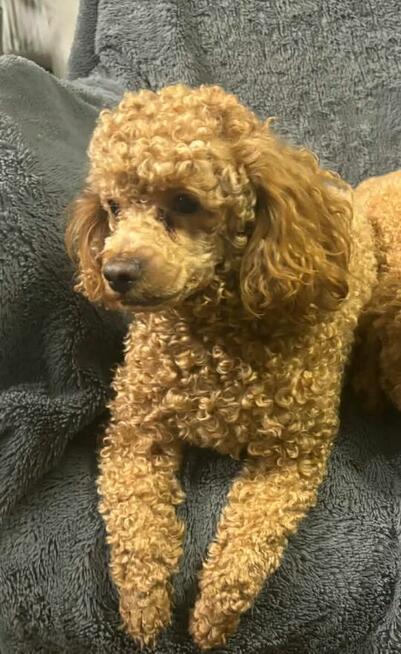 Pudel miniaturowy red