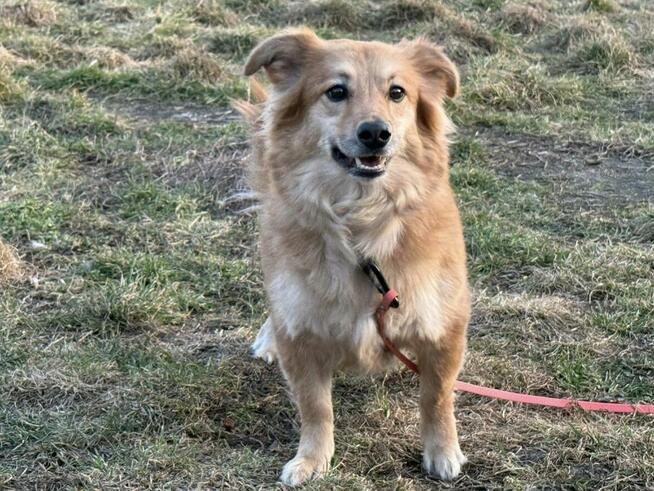 Pieski po stracie opiekunki czekają na nowy dom