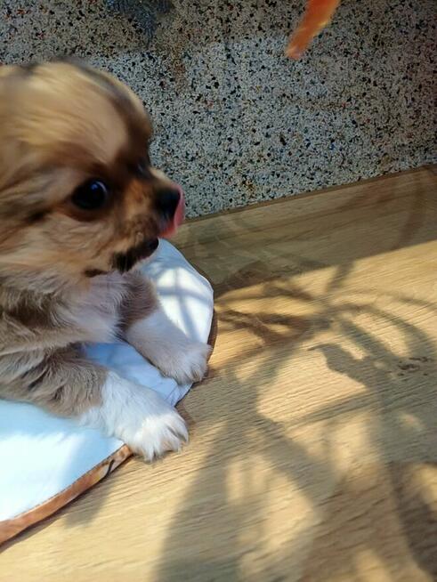 Prześliczna Puszysta Maleńka Chihuahua