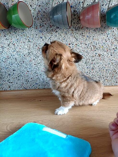 Prześliczna Puszysta Maleńka Chihuahua