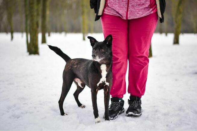 Waluś-nieśmiały średniej wielkości psiak do adopcji