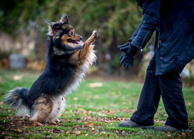 Radosny psiak w postaci MacGyvera poszukuje domu