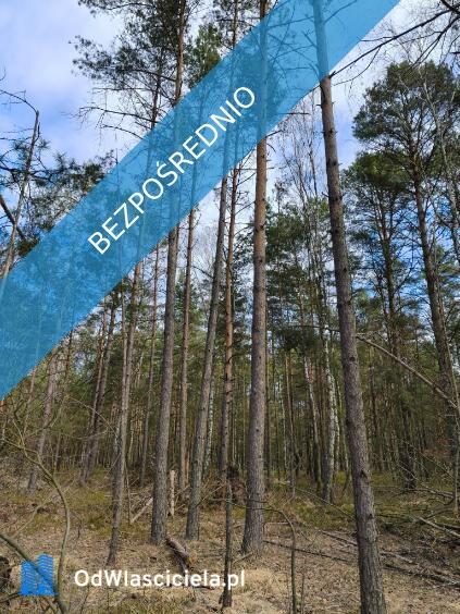 Las sosnowy 50-letni+pastwiska, 9111 m², Pustelnik