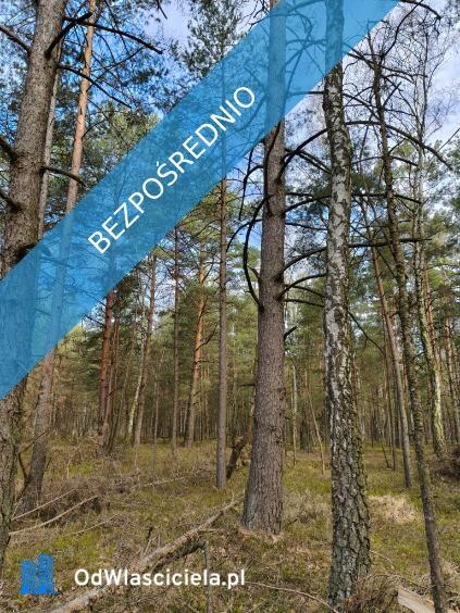 Las sosnowy 50-letni+pastwiska, 9111 m², Pustelnik