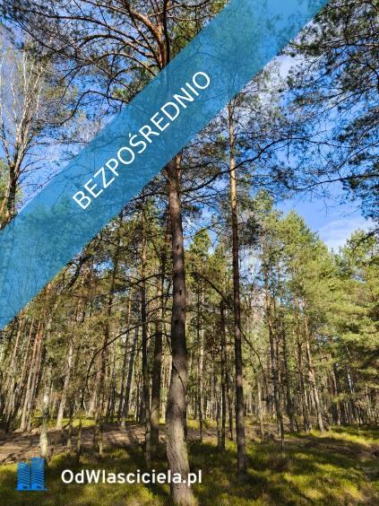 Las sosnowy 50-letni+pastwiska, 9111 m², Pustelnik