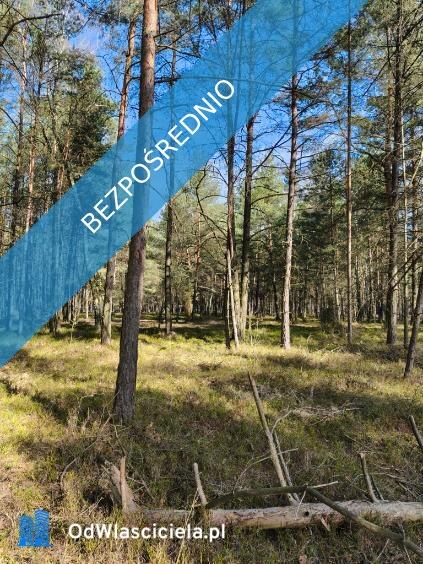 Las sosnowy 50-letni+pastwiska, 9111 m², Pustelnik