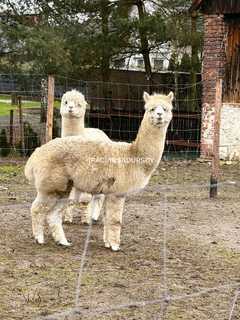 Dom Kłokoczyn gm. Czernichów