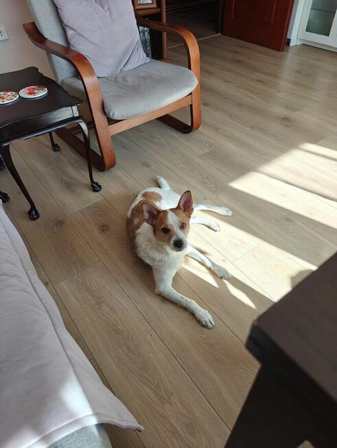 Kubuś-psiak w typie teriera czeka na spokojny dom- adopcja