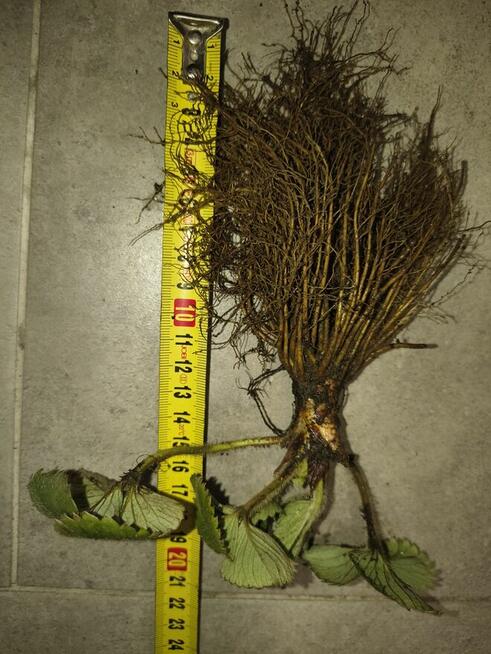 Sadzonki Truskawek 100% Ekologiczna uprawa w doniczkach lub