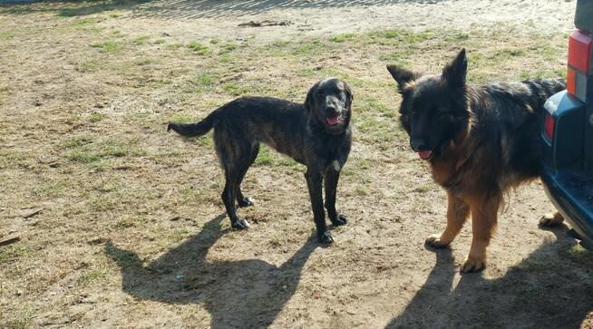 Beza - cudowna, młodziutka, niekonfliktowa sunia!