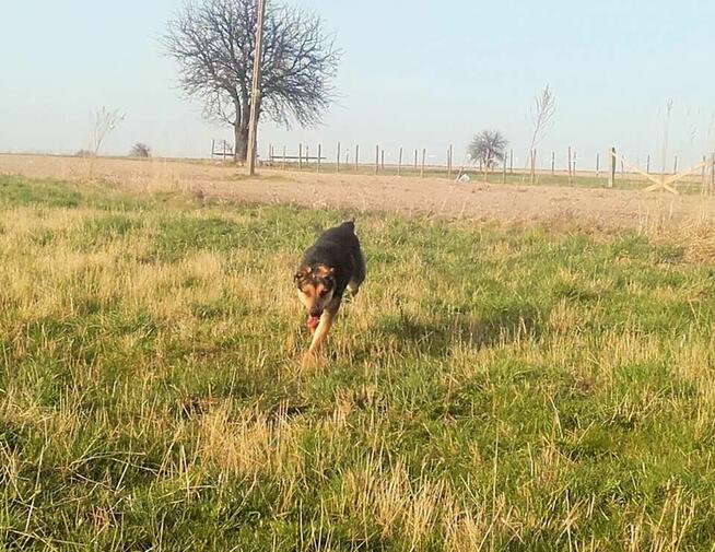 Ta piękność poszukuje domu - przygarniesz Sarę?