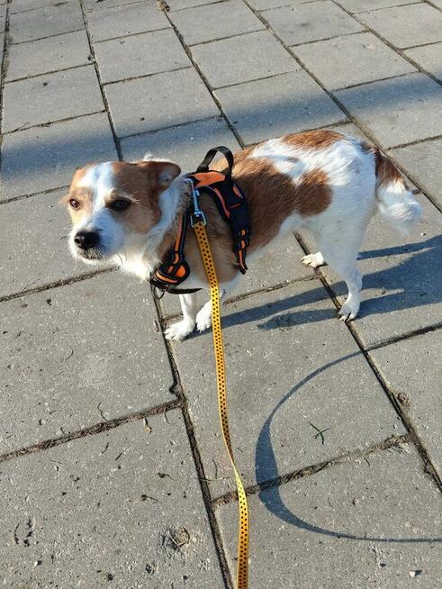 Kubuś-psiak w typie teriera czeka na spokojny dom- adopcja