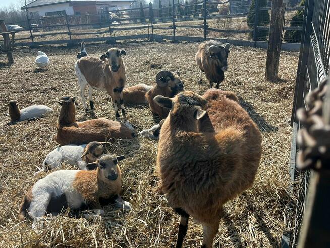 Wyjątkowa edukacja dla dzieci z udziałem koni.