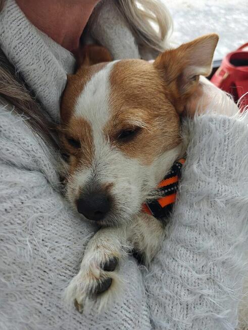 Kubuś-psiak w typie teriera czeka na spokojny dom- adopcja