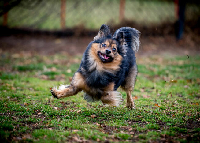 Radosny psiak w postaci MacGyvera poszukuje domu
