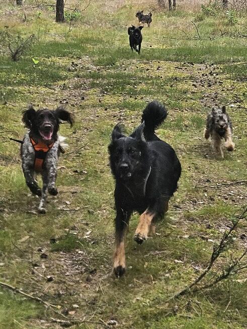 Behawiorysta/Trener psów