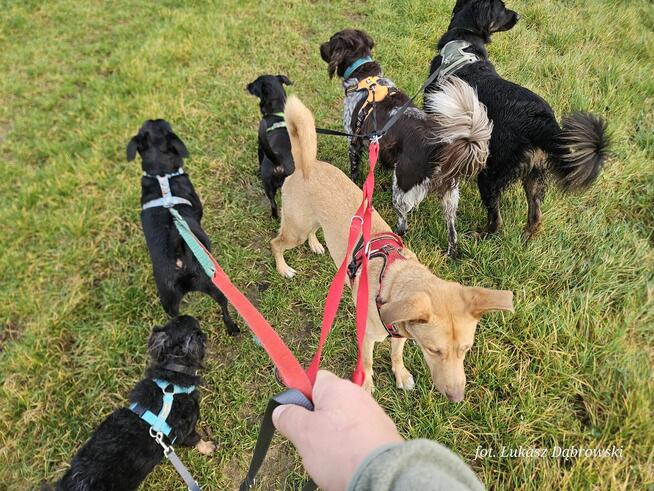Behawiorysta/Trener psów